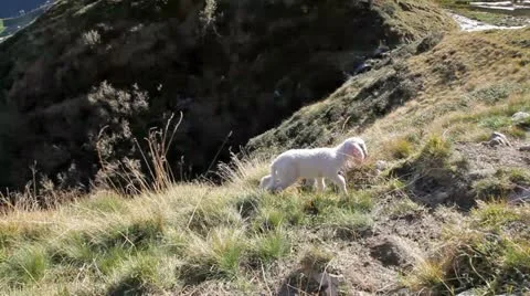 The lost lamb cries, but finally it finds his mother sheep. Video stock 11305064