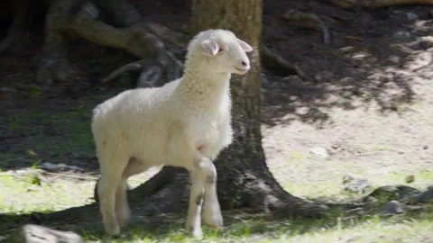 Lost lamb Stock Footage 235110399