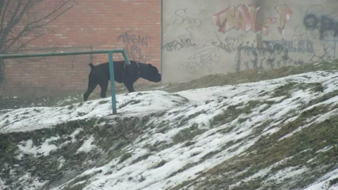 Lost large black dog running down the street looking for owner Video stock 236691335