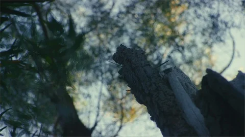 Lost looking up in the forest sky Stock Footage 107269280