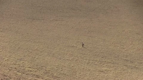 Lost man in the desert Stock Footage 12146717