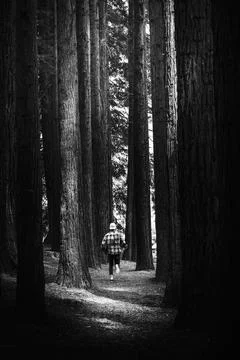 Lost man running in a pine forest Stock Photos