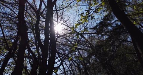 Lost man walking inside deep forest Stock Footage 129280135