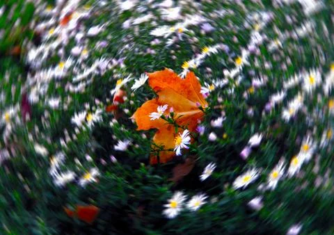 Lost maple leaf Stock Photos