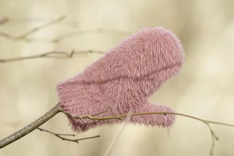 Lost mitten on a branch in a bright forest Stock Photos
