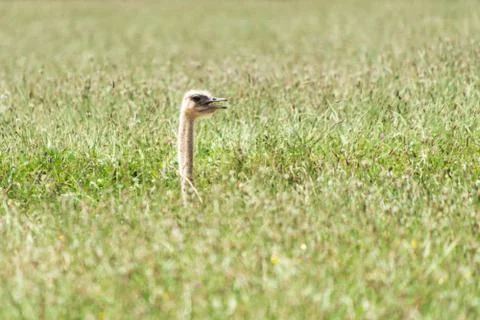 Lost ostrich Stock Photos