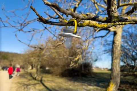 Lost Pacifier, Found in Nature Stock Photos
