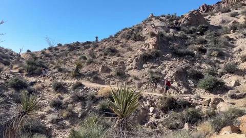 Lost-palms-oasis-trail-desert-hikers-editorial-4k.mp4 Video stock 336002917