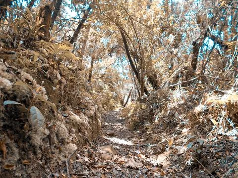 Lost path in the forest 1 Stock Photos