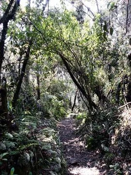 Lost path in the forest Foto stock