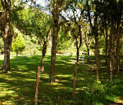 Lost path in the forest Stock Photos
