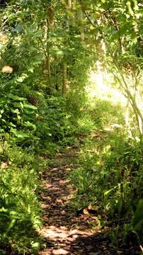 Lost path in the forest Foto stock