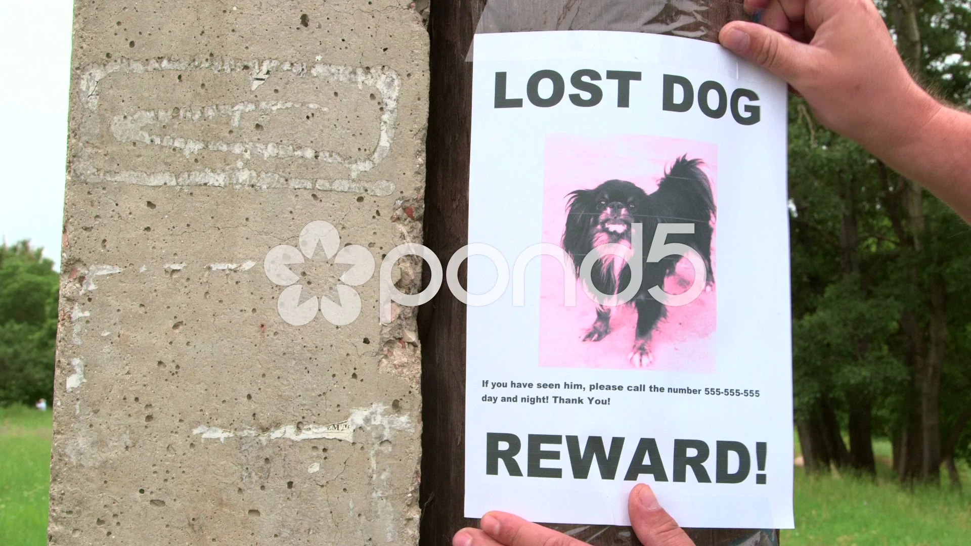 Reward Lost Dog Sign Lost Dog Brittany Spaniel In LOS ANGELES, CA