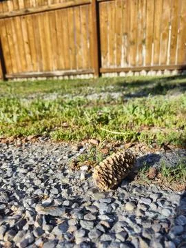 Lost pine cone on path ID Stock Photos