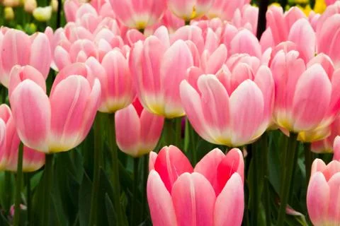 Lost in pink Stock Photos