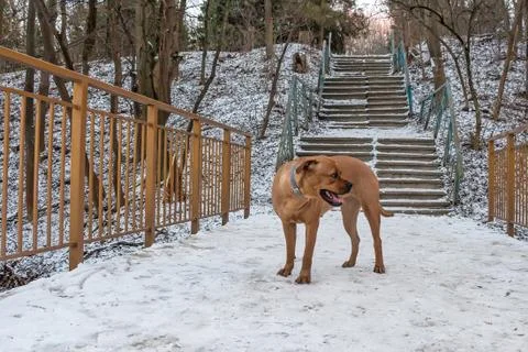 Lost pitiful dog Stock Photos