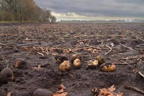 Lost potatoes on field Stock Photos