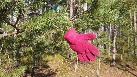 Lost red children`s glove on a pine tree branch Stock Footage 164033642