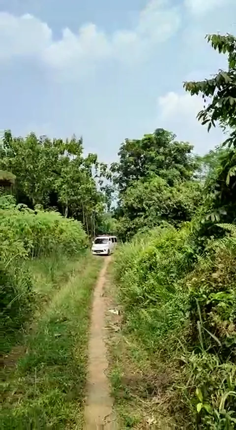 Lost Into the Rice Fields 動画素材 205490530