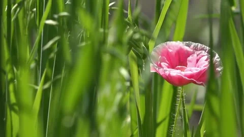 Lost in the rye, poppy.Poppy flowers moving in the wind. Stock Footage 89937485