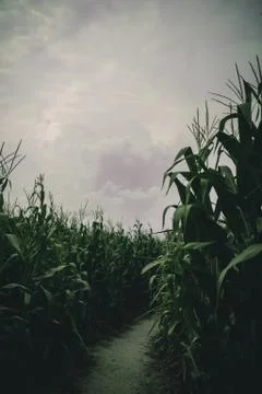 Lost in spooky summer corn maze run Stock Photos