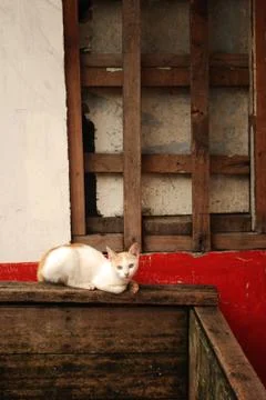 Lost Stray Cat Foto stock