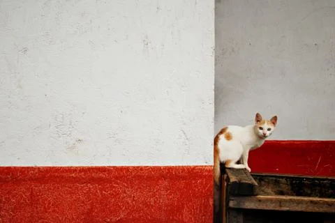 Lost Stray Cat Stock Photos
