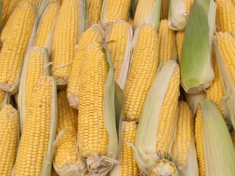 Lost of sweetcorn corn cobs close up. 写真素材