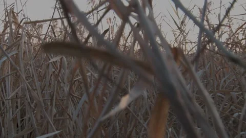 Lost in Tall Dry Gass 스톡 동영상 192577966