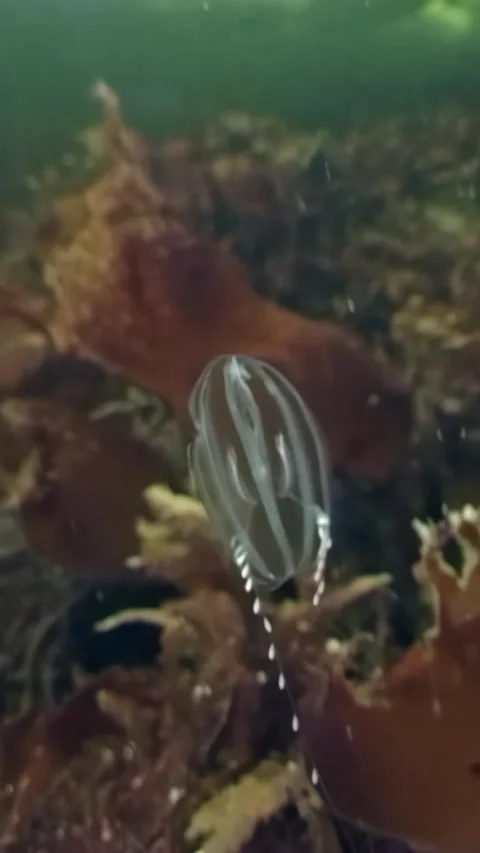Lost in time a sea gooseberry rests on the White Sea floor Stock Footage 314132653