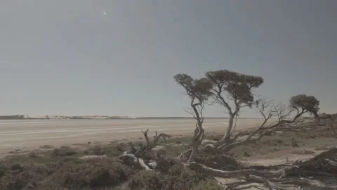 Lost trees in dead sands Stockbeeldmateriaal 146456812