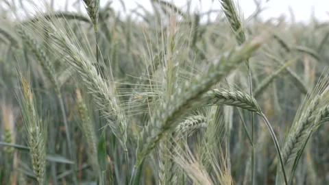 Lost in the wheat field Stock Footage 132071396