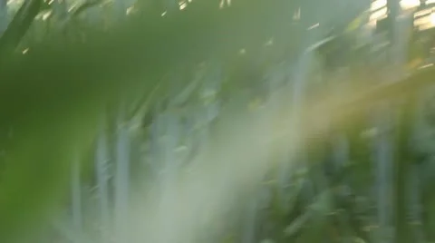 Lost in wheat Stock Footage 10704384