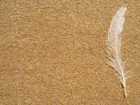 Lost white seagull feather cast on sand Stock Photos