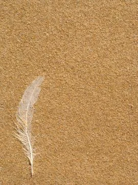 Lost white seagull feather cast on sand Stock Photos