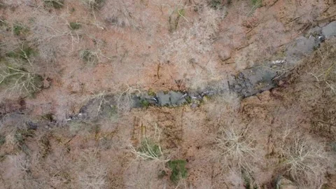 Lost in the Woods Video stock 235025726