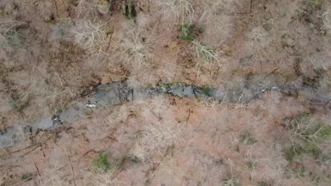 Lost in the Woods Video stock 235025863