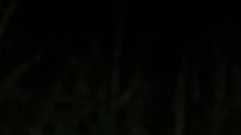 Lost in Woods at Night1 動画素材 83064624