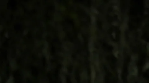 Lost in the Woods at Night2 動画素材 83064742