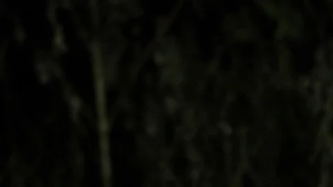 Lost in the Woods at Night3 Stock Footage 83064822