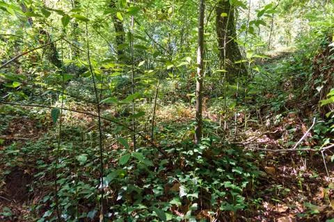 Lost in the woods Stock Photos