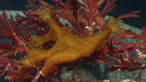 Lost world exploring Lucernaria Jellyfish on White Sea bottom Stock Footage 312487283