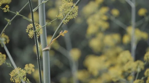 Lost in a Yellow Flower Forest Vídeo Stock 120253803