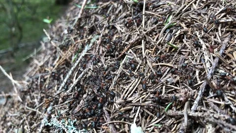 A lot of ants on anthill at spring Stock Footage 132431934