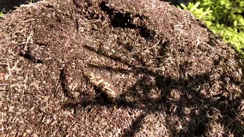 A lot of ants are working. Video stock 130796375