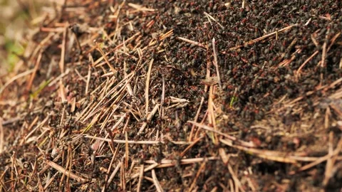Lot of ants crawling in anthill Stock Footage 137124502