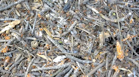 A lot of ants, each doing its job Stock Footage 63048266