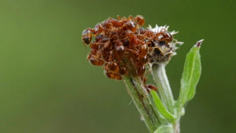 A lot of ants Video stock 120688571