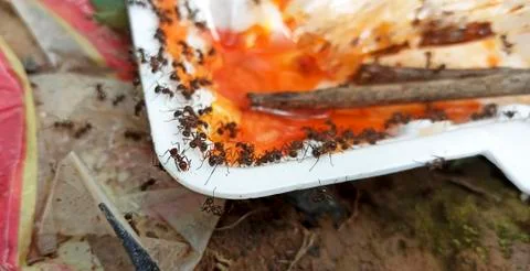 A lot of ants on the garbage Stock Photos
