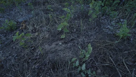 Lot of ants on path in the grass 4K footage Stock Footage 197738356